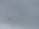 FZ012810 Buzzards.jpg